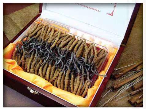 文殊镇冬虫夏草回收